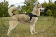 Sportgeschirr für malamute kaufen