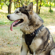 Buy leather harness malamute