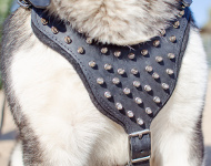 Alaskan Malamute Geschirr Exklusiv | Hundegeschirr mit Spikes Alaskan Malamute Geschirr Exklusiv | Hundegeschirr mit Spikes