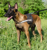 Geschirr K9 Nylon für Malinois | Sportgeschirr Reflektierend