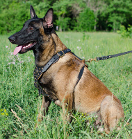 Hundegeschirr Leder mit Nieten | Malinois Geschirr Exklusiv Hundegeschirr Leder mit Nieten | Malinois Geschirr Exklusiv