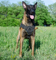 Malinois Hunde Geschirr Nylon ②⓪①③