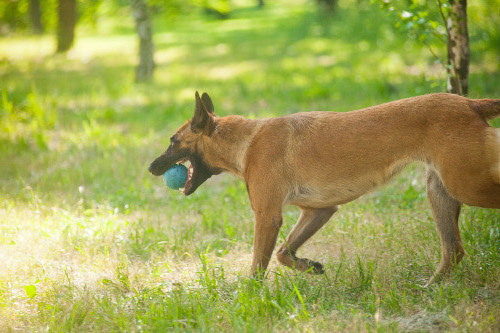 Hundespielzeug, Spielzeug Malinois