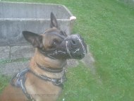 Maulkorb aus Leder mit Stacheldraht Bemalung