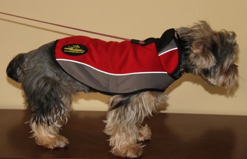 Yorkshire Terrier Coat