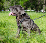 leather harness spiked mastino
napoletano