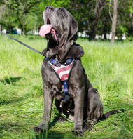 leather harness painted mastino napoletano