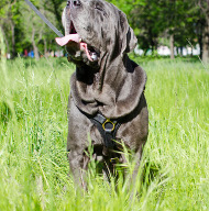 harness leather tracking mastino napoletano