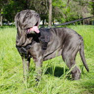 mastino napoletano harness nylon buy