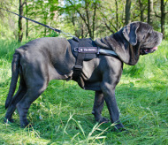 Mastino Napoletano Hunde Geschirr Nylon + Reflektierendes Band