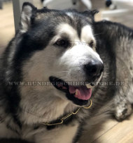 Metall Halsband für großen Malamute