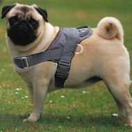 Pug Harness - Nylon Multi-Purpose Dog Harness
