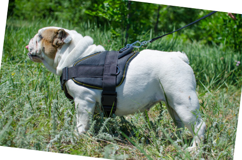 Dog Training Harness for English Bulldog 