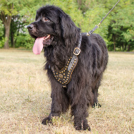 Walking Dog Harness for Newfoundland | Studded Harness 2014