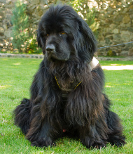 Dog Harness, Nylon | Power Harness for Newfoundland Dog Harness, Nylon | Power Harness for Newfoundland