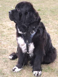 Leather Dog Harness H1for Newfoundland