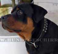 Nieten Halsband für Rottweiler Hund Nieten Halsband für Rottweiler Hund