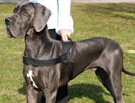 Nylon all weather harness for Great Dane
