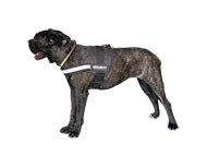 Cane Corso Reflektierendes Allwetter-hundegeschirr Cane Corso Reflektierendes Allwetter-hundegeschirr