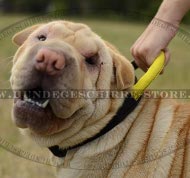 Nylonhalsband für Shar Pei mit robuster Schlaufe