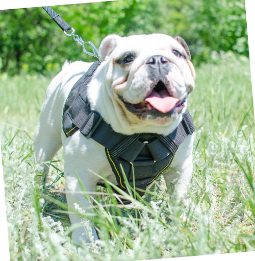 Walking Dog Harness for English Bulldog 