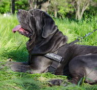 nylon geschirr mastino
napoletano geschirr nylon mastino napoletano