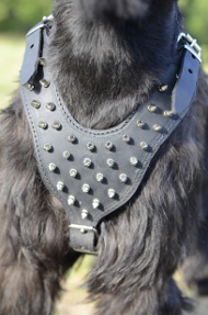 Leder Hundegeschirr für Riesenschnauzer, Spikes-Dekor
