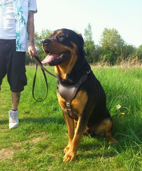 dog harness for rottweiler