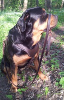 Leather Dog Harness for Agitation and Attack for Rottweiler