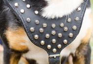 riveted
Leather Harness mountain dog