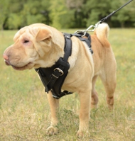 Hundegeschirr Leder für Spar Pei, Spitzenqualität