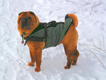 Shar Pei Harness