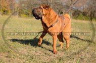 hunde geschirr leder shar pei