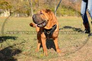 Hundegeschirr Leder für Shar Pei in elegantem Design