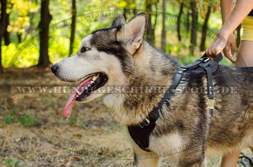 alaskan Malamute Leder Hundegeschirr