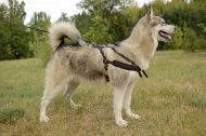 https://www.hundegeschirre-store.de/images/Suchgeschirr-Husky-Zuggeschirr-Gepolstert.jpg