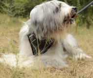 Hundegeschirr aus Leder für Südrussischen Owtscharka, stilvoll