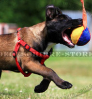 Weiches Hundespielzeug für Malinois Hund