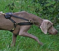 Tracking & Pulling Leather Dog Harness For Weimaraner