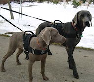 Weimaraner Harness - Nylon Multi-Purpose Dog Harness