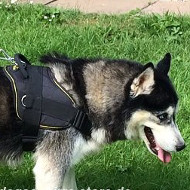 /images/Zuggeschirr-fuer-Husky-Sportgeschirr-Nylon.jpg