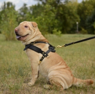 buy leather dog harness Sharpei
