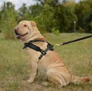 leder hunde
geschirr shar pei kaufen