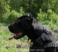 Nylon collar with handle for Bandog