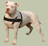 American Bulldog Such-Hundegeschirr aus Leder