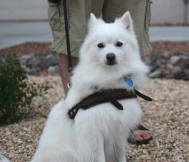 American Eskimo im Geschirr