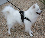Nylon Hundegeschirr für American Eskimo, handgenäht