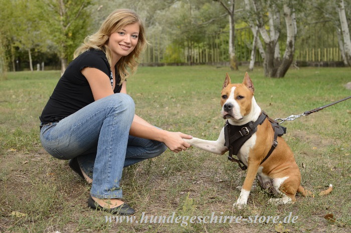 https://www.hundegeschirre-store.de/images/banners/Befehl-Platz-lernen.JPG