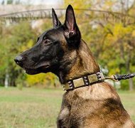 Hundehalsband Leder für Malie Einzigartiges Design Hundehalsband Leder für Malie Einzigartiges Design