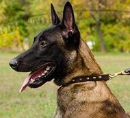 Leather Collar studs medium dog malinois buy
